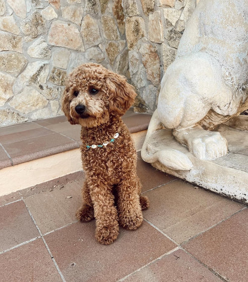 Handmade Dogs Shell Necklace Turquoise